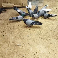 کفتر