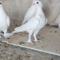 کبوتر بالا لوطی