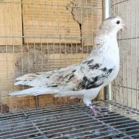 کبوتر نر زرد طاقی دمگیر کاکلی