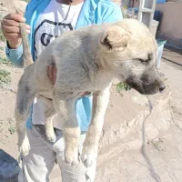 سگ سرابی