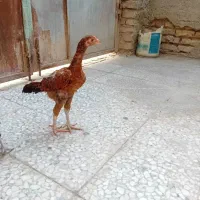 جوجه لاری