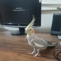 عروس هلندی نر مست به شرط