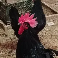 جوجه مرغ و خروس  استرالوپ