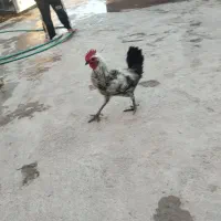 یک عدد خروس محلی اصل ۱۲۰۰