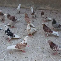 هما وسرور بینظیر