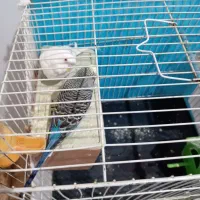 دو جفت مرغ عشق سالم