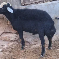 ۲راس قره چال اصل دو دندان