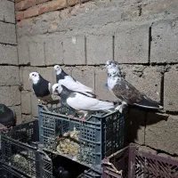 فروش کبوتر