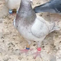 کبوتر،