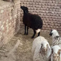 فروش میش افشاری