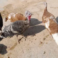 بوقلمون ماده درشت محلی