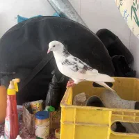 کبوتره نر