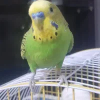 مرغ عشق سخنگو