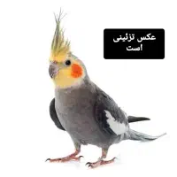 یک عروس هلندی پیدا شده