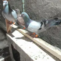 ۱۲تاکبوترپرشی همه بشرط ۳تاماده بقیه نر