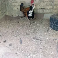 مرغ گلین تخم گذار