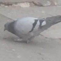 کبوتر