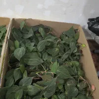 فروش تک و عمده 20 عدد میکانز، یکجا به قیمت عمده