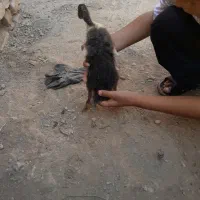 اردک نر