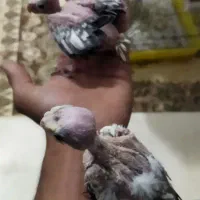 جوجه عروس هلندی سرلاکی