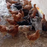 نیمچه گلپایگانی اصیل ۷۵ روزه آماده‌یِ گله شدن