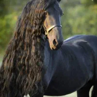 اجاره باکس استبل اسب مرغ پرنده و...