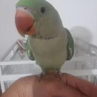 جوجه شاه طوطی نر