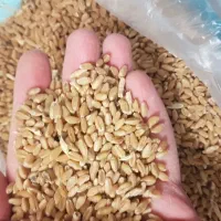 خریدار گندم ، کاه و نخود