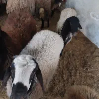 بره نره کشتاری