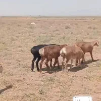 بره چینی فروش