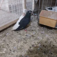 کبوتر زاغ دم سفید نر چشنوک سفید پشته کوهی