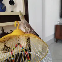 عروس هلندی همراه قفس