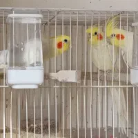 عروس هلندی لوتینو