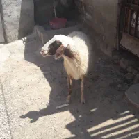 گوسفند هویزه
