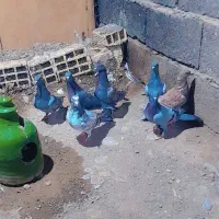 ۷تا جوجه