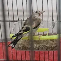 جوجه سهره و سهره قناری
