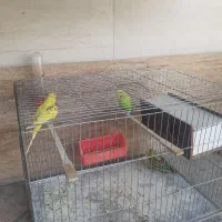 مرغ عشق