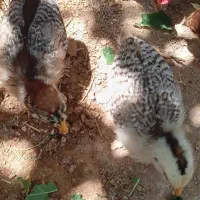 مرغ با بچه ۶عدد به فروش میرست