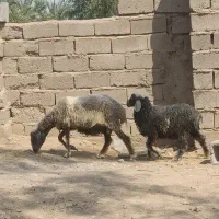 میش دورگه همراه با بره بزرگش فروشی