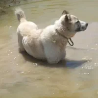 توله ۸ماهه