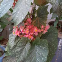 گل  بگونیا افریقایی