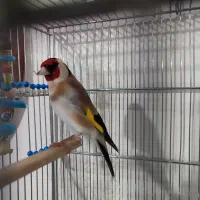 تعدادی سهره  ،قناری ،دورگ درجه یک قیمت مناسب