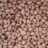 لوبیا چیتی
