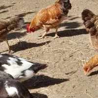 جوجه|حیوانات مزرعه|تالش, جوکندان|دیوار