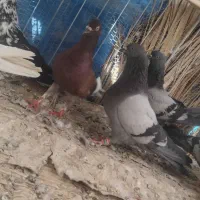 کفتر خوب