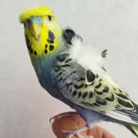 مرغ عشق پروانه ای فول کاکل