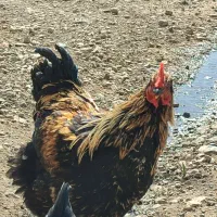 خروس (بچه)