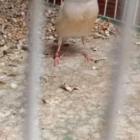 فنچ