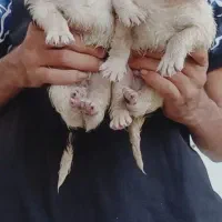 سگ قدرجونی توله