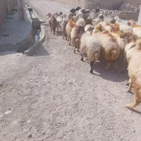 سلام گوسفند میگیرم یا با مایه زد دوکت